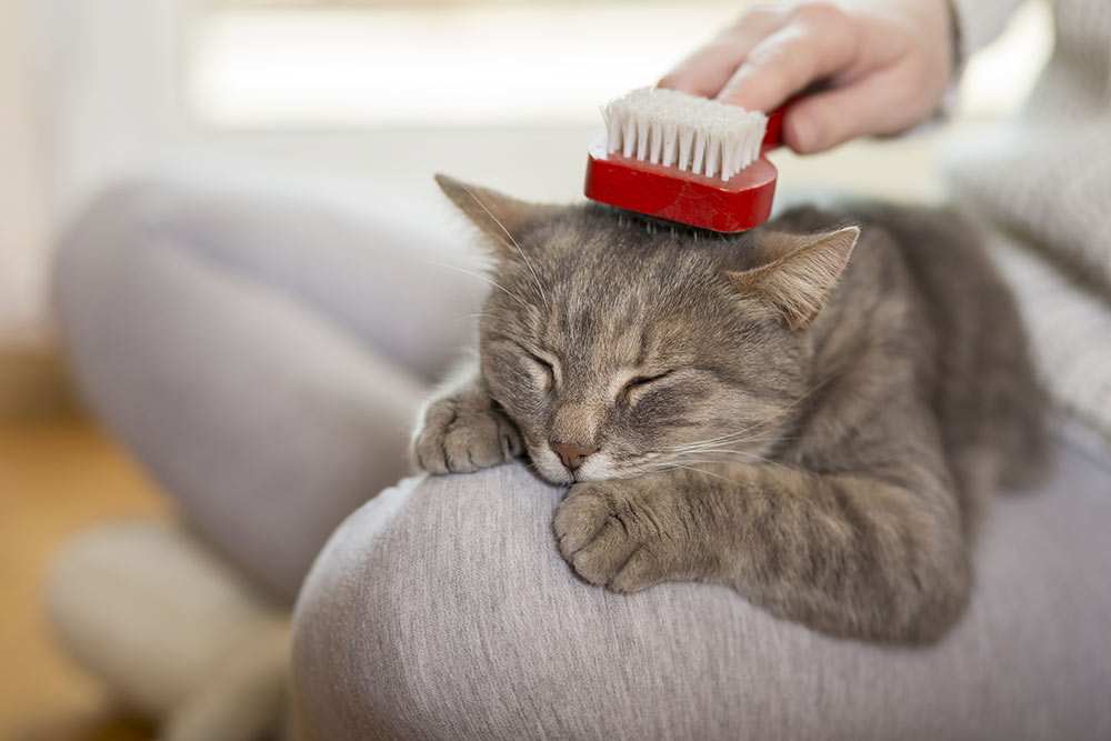 cat being groomed