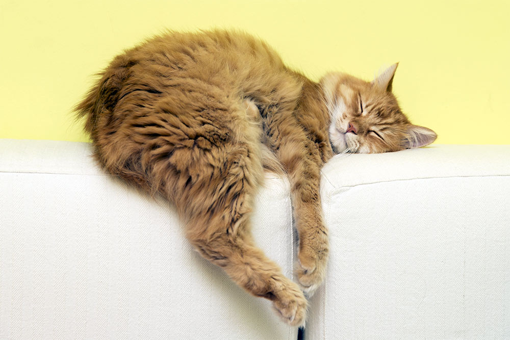 Cat comfortable on sofa 